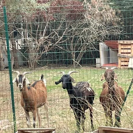 Mobilhomes Vintage Dans Ecolieux En Cours Camping A La Ferme Ponteilla